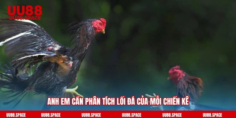 Anh em cần phân tích lối đá của mỗi chiến kê