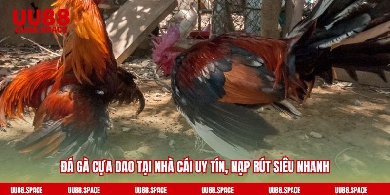 Đá Gà Cựa Dao