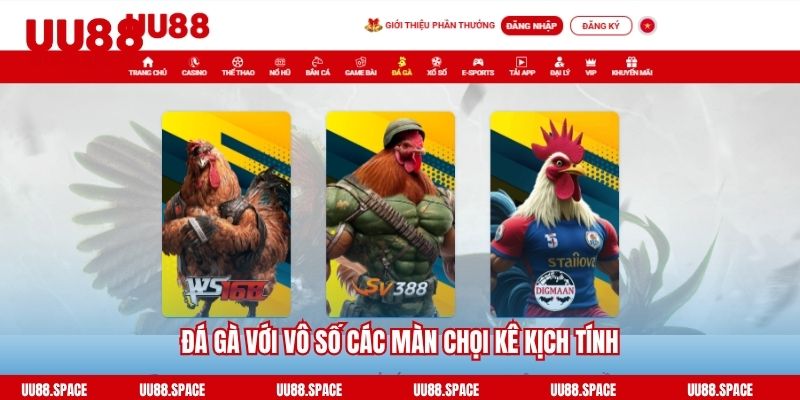 Đá gà với vô số các màn chọi kê kịch tính