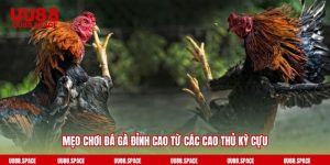 Mẹo chơi đá gà