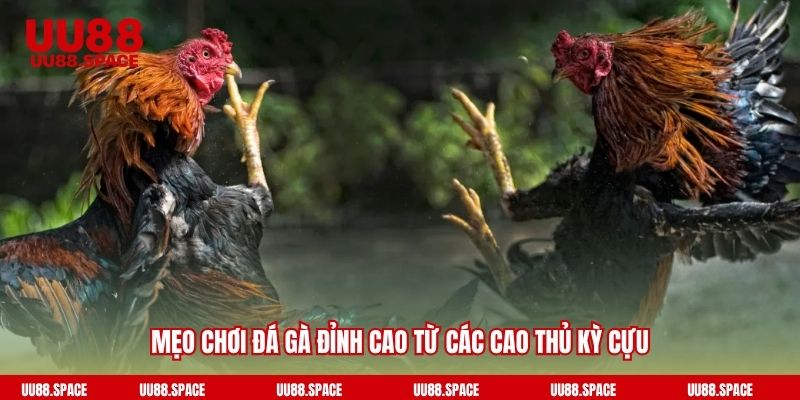 Mẹo chơi đá gà