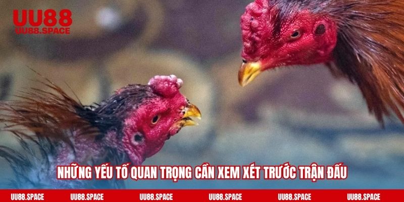 Những yếu tố quan trọng cần xem xét trước trận đấu