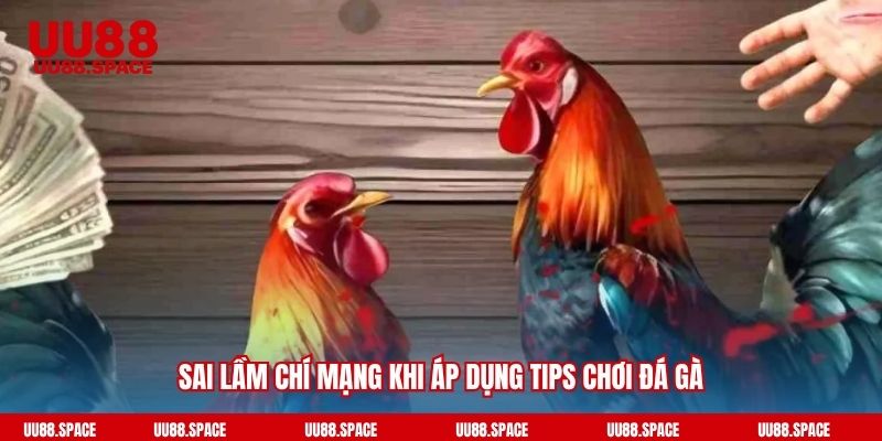 Sai lầm chí mạng khi áp dụng tips chơi đá gà