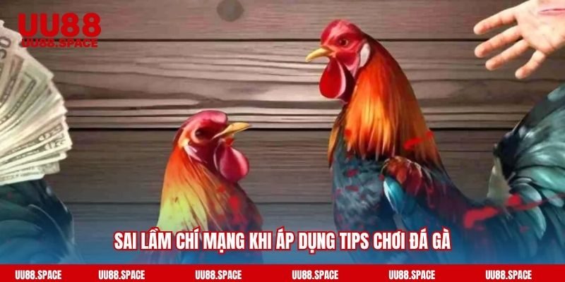 Sai lầm chí mạng khi áp dụng tips chơi đá gà
