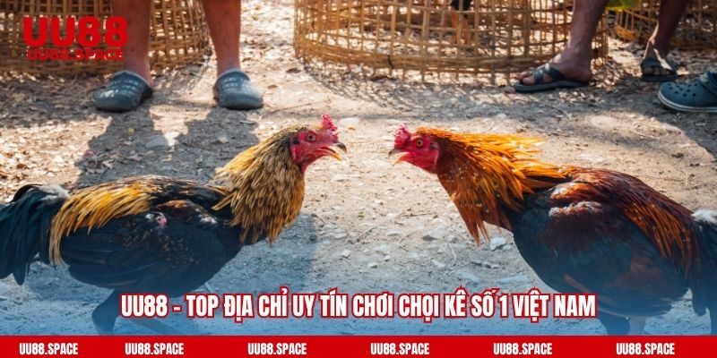 UU88 - Top địa chỉ uy tín chơi chọi kê số 1 Việt Nam